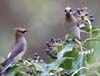 waxwing_cedar_120226a