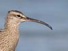 whimbrel_060416b