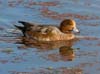 wigeon_eurasian_101114a