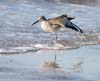 willet_060220a