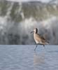 willet_070121