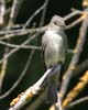 wood_pewee_western_060406