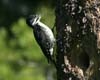 woodpecker_blk_backed_0433