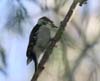 woodpecker_downy_060220