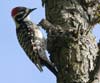 woodpecker_nuttals_060313b