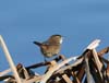 wren_marsh_060123a