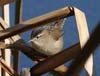 wren_marsh_060123b