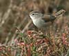 wren_marsh_061223