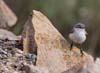 wren_rock_090613