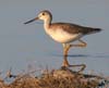 yellow_legs_greater_070319